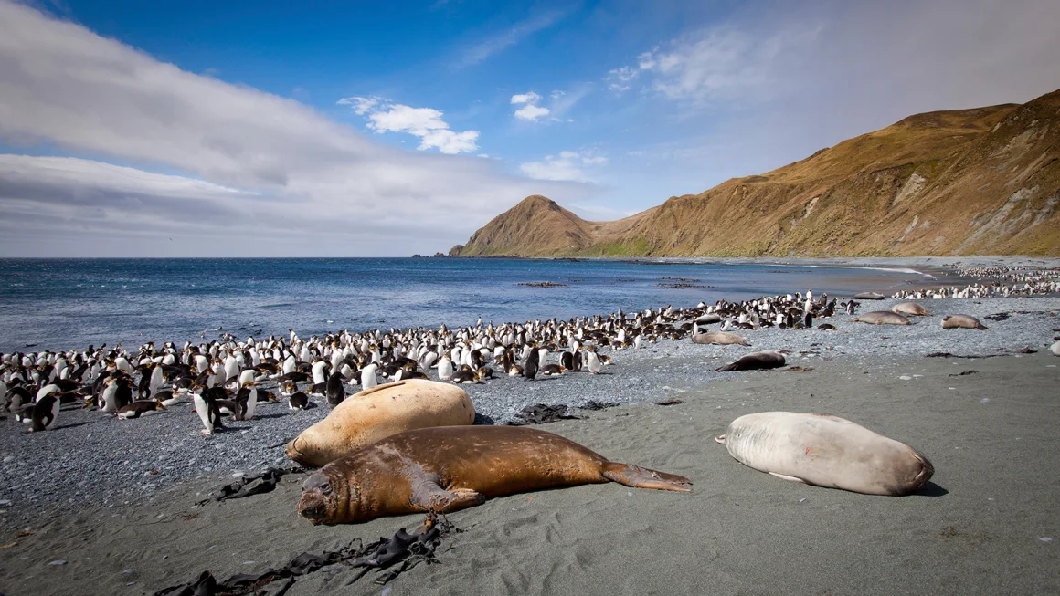 australia-memperluas-taman-laut-macquarie-island-area-lebih-besar-dari-jerman